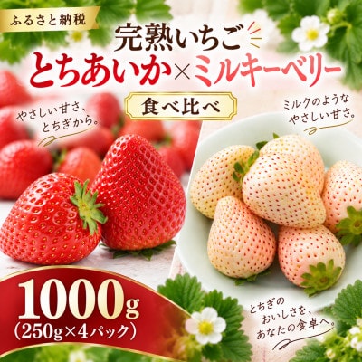 【先行受付】とちあいかミルキーベリー食べ比べ1000g(250g×4パック 各2パック)1月より配送