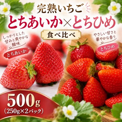 【先行受付】とちあいか とちひめ  食べ比べ  500g(250g×2パック)1月より配送