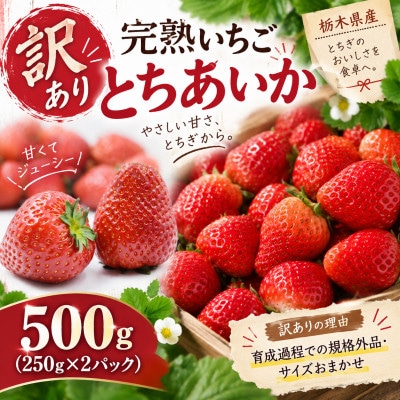 【先行受付】【訳あり】完熟いちご とちあいか 500g(250g×2パック)4月より配送