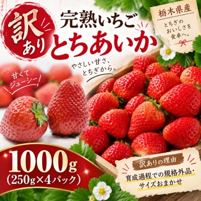 【先行受付】【訳あり】完熟いちご とちあいか 1,000g(250g×4パック)4月より配送