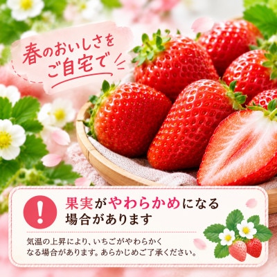 【先行受付】【訳あり】完熟いちご とちあいか 1,000g(250g×4パック)4月より配送