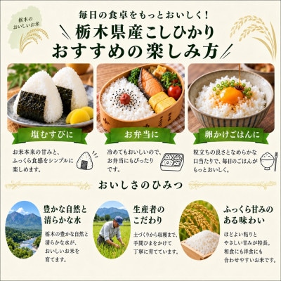 【令和8年産】毎日いそがしいあなたへ　栃木県産こしひかり 無洗米20kg