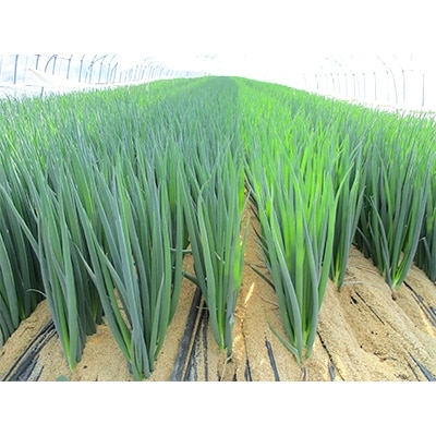 美味ネギ君　6kg(300g×20袋入)