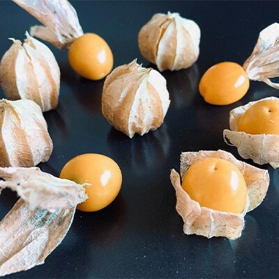 2022年7月発送開始『定期便』日高町産フルーツほおずき使用プレミアム生乳ジェラート E 全3回