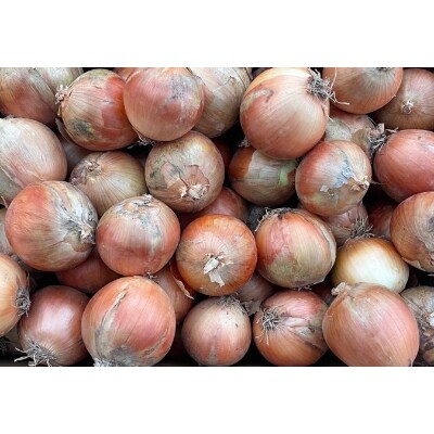 北海道産玉ねぎ　約20kg