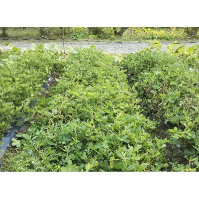 【先行受付】落花生から付き生(茹で用)　1kg