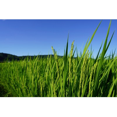 【令和6年産】山形県産特別栽培つや姫10kg(5kg×2袋)【S834】