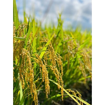 2022年2月発送開始『定期便』山形県南陽産つや姫4kg(2kg×2袋)全5回【S1330】