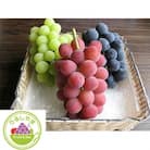 【先行受付】高級ぶどう種なし品種5房詰め合わせ【S662】