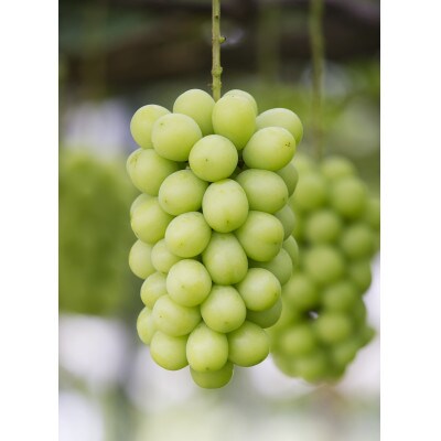 冬のシャインマスカット 約1.3kg(2房～3房)【S2055】