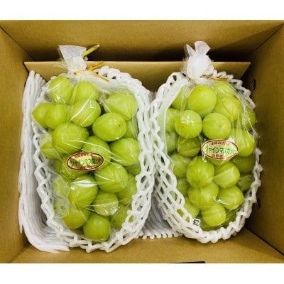 冬のシャインマスカット 約1.3kg(2房～3房)【S2055】