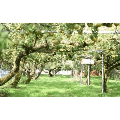 【JA山形おきたま食味審査会優秀賞 】山形県産　特秀 大玉ラ・フランス 約5kg【S1061】