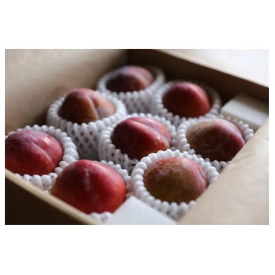 【令和4年9月発送】プラム『秋姫』1.2kg～1.3kg(7～10玉)【S1653】