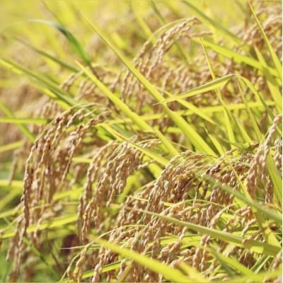 【令和6年産】山形県産つや姫　精米5kg 【S1678】