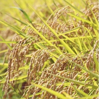 【令和6年産】山形県産雪若丸　精米10kg (10kg×1袋)【S1977】
