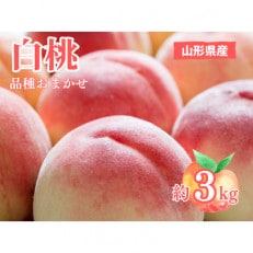 令和6年産先行受付【山形県南陽市から直送】白桃　品種おまかせ　約3kg (6～11玉)【S1981】