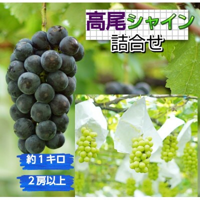 【大粒ぶどうの詰合せ】高尾・シャインマスカット　約1kg(計2房以上)【S2606】
