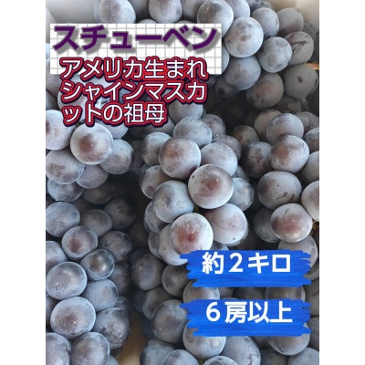 【シャインマスカットの祖母アメリカ生まれ。とても甘い】スチューベン約2kg(6房以上)【S2611】