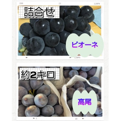 【大粒ぶどうの詰合せ】ピオーネ・高尾　約2kg(計4房以上)【S2590】