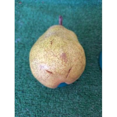 【令和7年産先行予約】 〈訳あり品 家庭用〉 ラ・フランス 約3kg (9～13玉)【S2274】