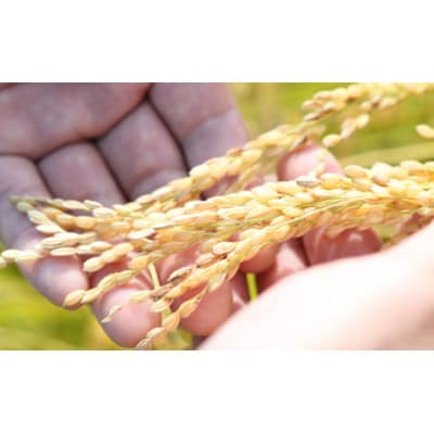 【令和7年産】山形県産　特別栽培米　つや姫5kg(精米)(10月下旬以降)【S1546】