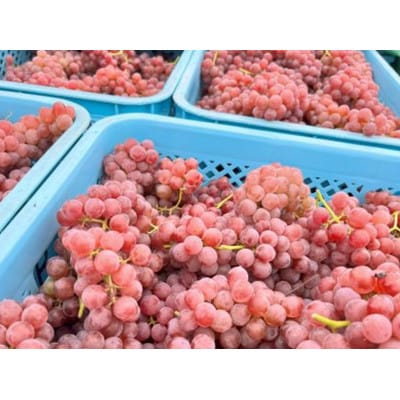 【数量限定】グレリパ チルドレッド&オレンジ 6本セット750ml×6本 【S2339】