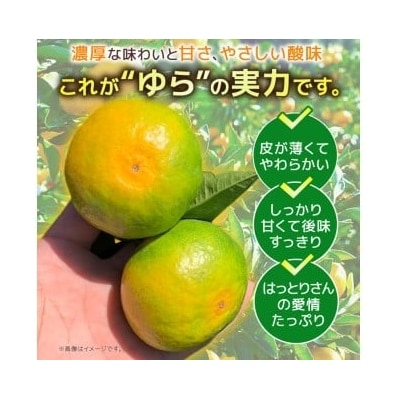 服部農園　ゆら早生みかん　2.5kg(Mサイズ)