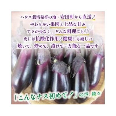 安田町産ぷりぷり新鮮ナス(20～24本)
