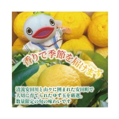 ゆず玉(安田町産)柚子　12～15玉
