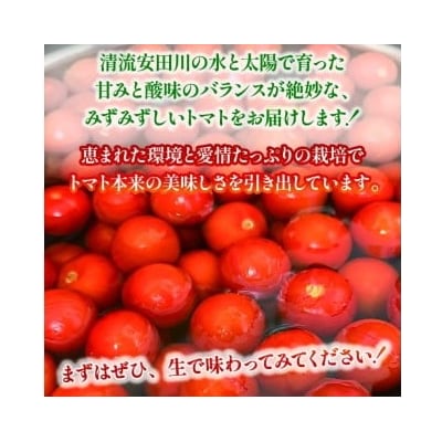 もぎたてトマト　1kg　レシピ付き