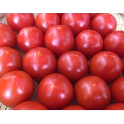 もぎたてトマト　3kg　レシピ付き