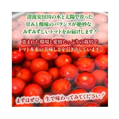 もぎたてトマト　3kg　レシピ付き