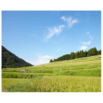 新米予約　3kg【令和7年産】高知県安田町産