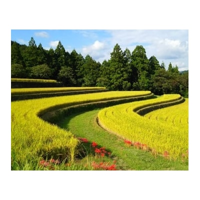 新米予約　3kg【令和7年産】高知県安田町産