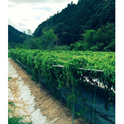 掘りたて自然薯　2kg(粘りが自慢の山芋)