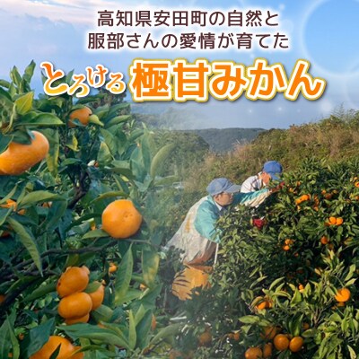 服部農園　とろけるみかん:興津早生　5kg(Sサイズ)