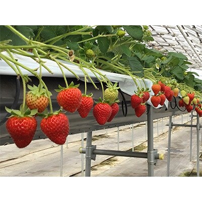 高知県南国市産ご家庭用初採れいちご(約270g×4パック)