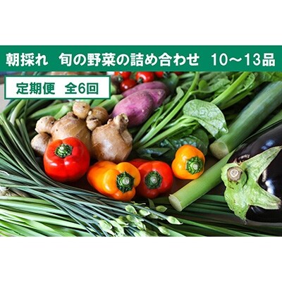 2022年10月発送開始『定期便』【土佐野菜】旬の野菜の詰め合わせ 大(全6回)
