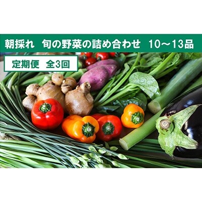 2023年1月発送開始『定期便』【土佐野菜】旬の野菜の詰め合わせ 大(全3回)
