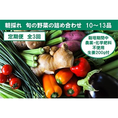 2022年12月発送開始『定期便』旬の野菜と栽培期間中農薬不使用の生姜付き全3回