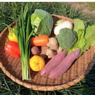 【産地直送新鮮野菜】　高知県産　南国土佐の季節の野菜詰め合せセット【野菜セット】