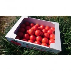 【産地直送新鮮野菜】南国市ブランドトマト「土佐まほろばトマト」詰め合わせセット4kg【高知県産野菜】 | ふるさと納税のお礼品