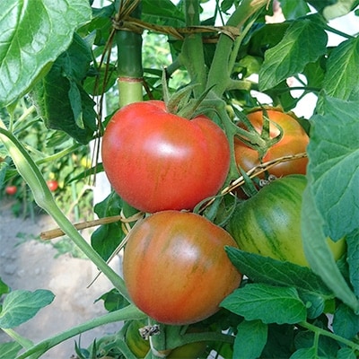 【産地直送新鮮野菜】高知県産ブランドトマト「土佐まほろばトマト」フルーツトマトセット1.5～2kg