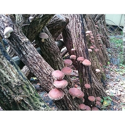 2020年4月発送開始『定期便』【産地直送新鮮野菜】高知県産南国土佐季節の野菜詰合わせセット全4回