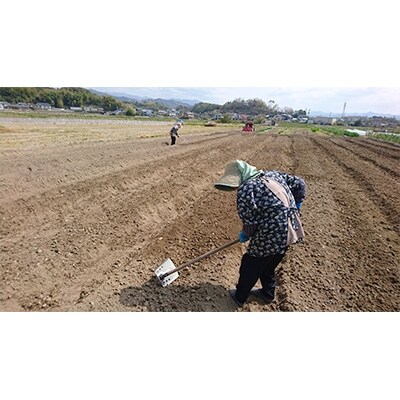 2020年4月発送開始『定期便』【産地直送新鮮野菜】高知県産南国土佐季節の野菜詰合わせセット全4回
