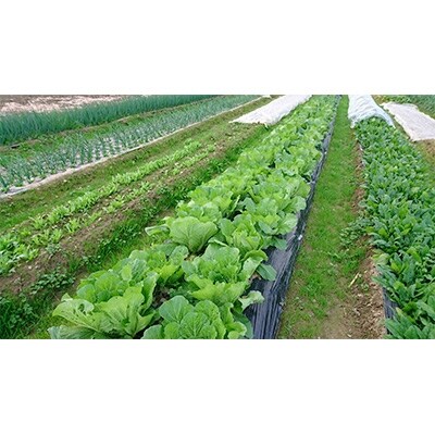 2020年10月発送開始『定期便』【産地直送新鮮野菜】高知県産南国土佐季節の野菜詰合せセット全12回