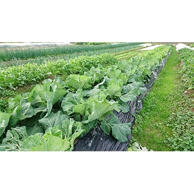 2021年4月発送開始『定期便』【新鮮野菜セット卵付き】高知県南国の季節野菜詰合せセット全12回