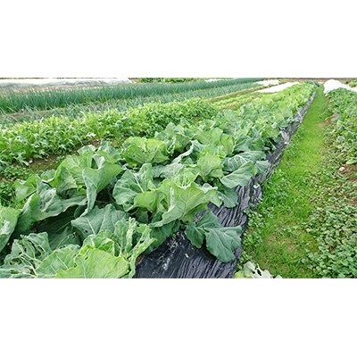 2021年10月発送開始『定期便』【新鮮野菜セット卵付き】高知県南国の季節野菜詰め合わせ全4回