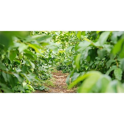国産有機栽培グァバ葉100%使用　土佐國グァバ茶2g×30包入り