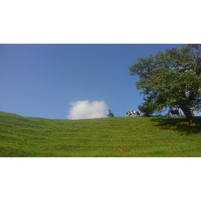南国斉藤牧場の山地酪農牛乳